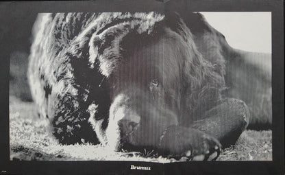 Crown Of Creation - secondary