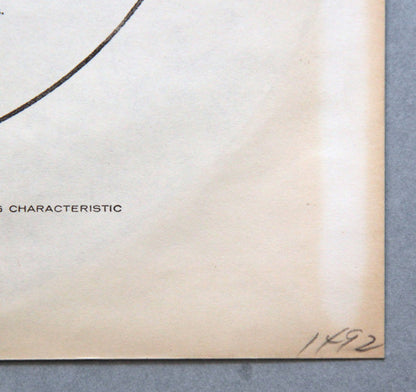 Jerry Bock, Sheldon Harnick, Various - Tenderloin - A New Musical Comedy (Original Broadway Cast Album)