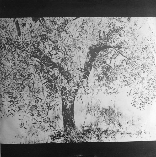 Horses & Trees - secondary